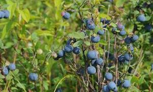 优质蓝莓新品种种植技术研究与推广项目